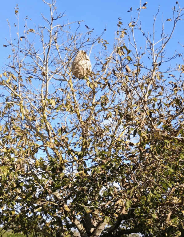 Nid de frelon dans un arbre