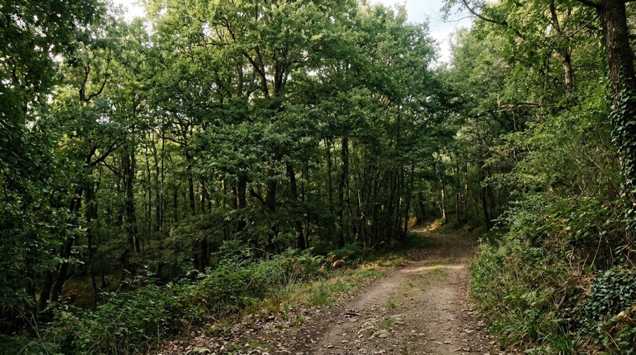 Visuel d'illustration : sentier en lisière d'une grande forêt de feuillus